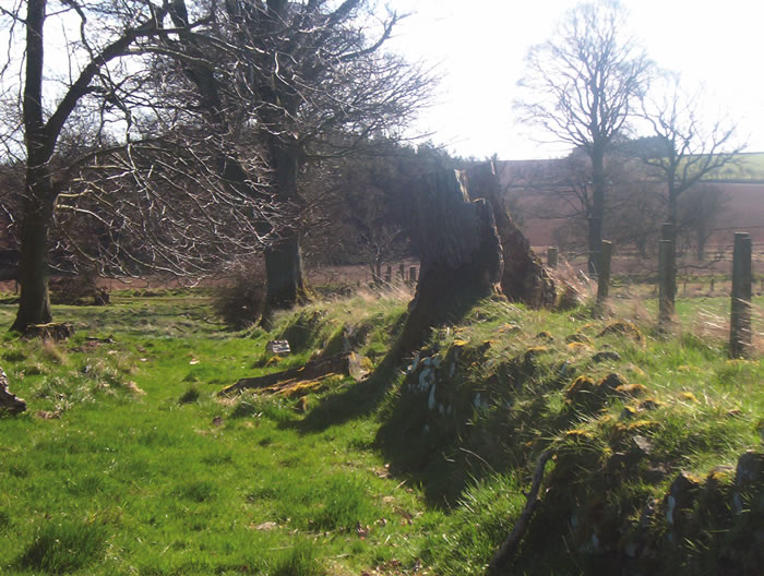 Image 3a: Banked Boundary trees and stumps