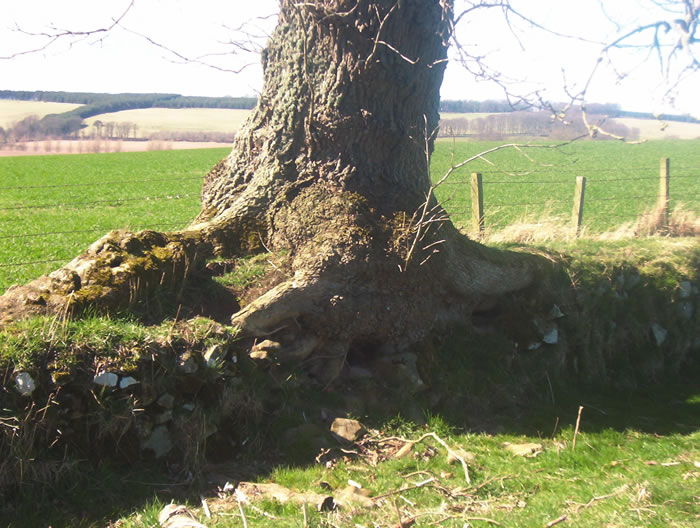 Image 3b: Banked Boundary trees and stumps