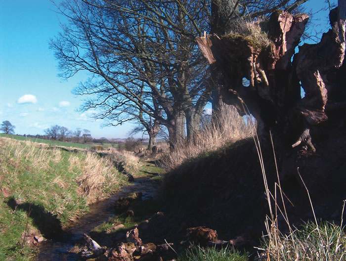 Image 6: Banked Boundary trees &amp; stumps